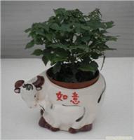 上海幸福樹植物租賃服務 價格、圖片與詳情一覽