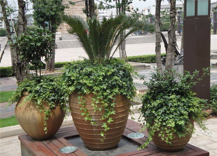 青木園藝 專業杭州植物出租服務，打造綠色辦公與生活空間