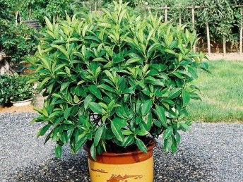 廣州鮮花綠植全周期服務 出租、銷售、租賃、出擺與專業養護一體化解決方案
