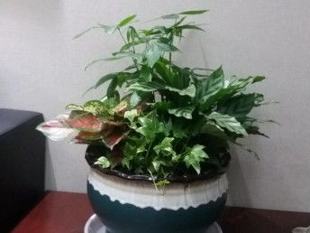 北京花卉綠植租擺與園林綠化養(yǎng)護 一站式綠化解決方案