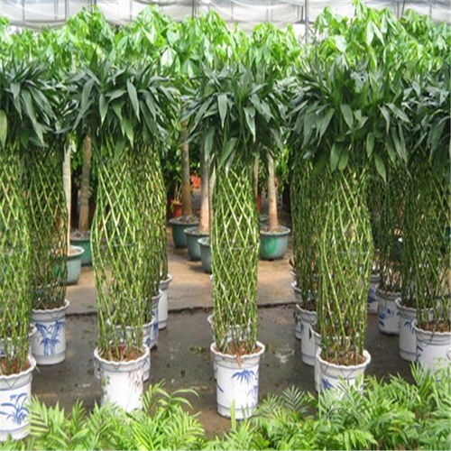鼓樓區酒店綠植租賃 專業養護服務，打造可持續的生態美學空間