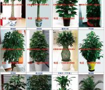 綠色生活，輕享自然——綠化植物租擺與租賃熱賣促銷