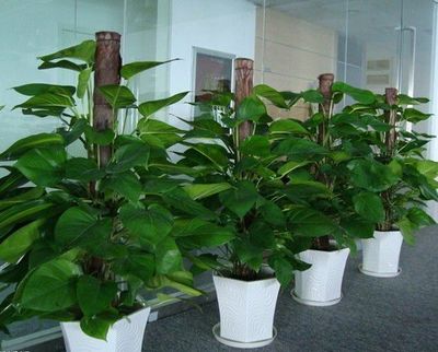 深圳石巖工業園綠植養護與租擺服務指南
