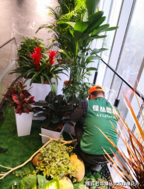 武漢酒店植物租賃與養護服務 專業護航綠色生機