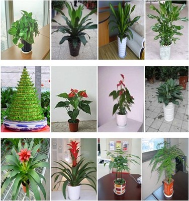 深圳綠植生態管家 盆景、盆栽、花卉租擺與全周期養護服務